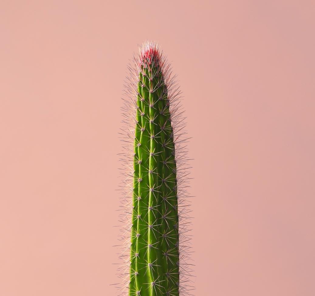 long cactus with red top